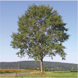 Populus tremula Zitterpappel