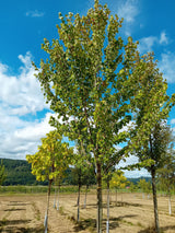 Acer rubrum Rotahorn