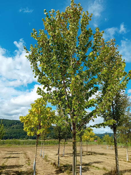 Acer rubrum Rotahorn