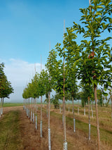 Magnolia kobus Kobushi-Magnolie