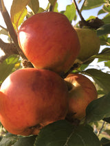 Malus 'Goldparmäne'                    CAC Apfel 'Goldparmäne'                 mittel