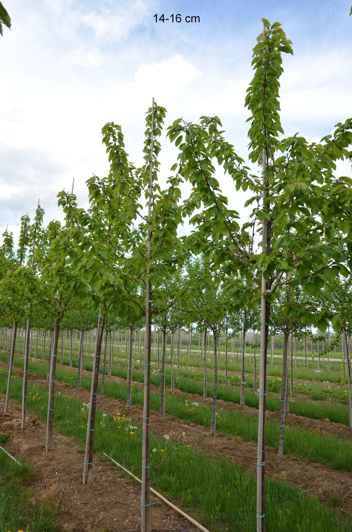 Prunus av.'Regina'                     CAC Süßkirsche 'Regina'                   7.KW