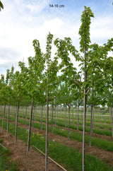 Prunus av.'Regina'                     CAC Süßkirsche 'Regina'                   7.KW
