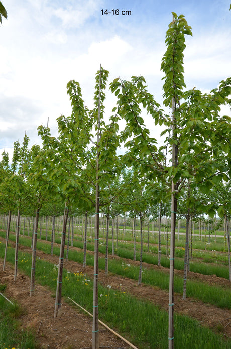 Prunus av.'Regina'                     CAC Süßkirsche 'Regina'                   7.KW