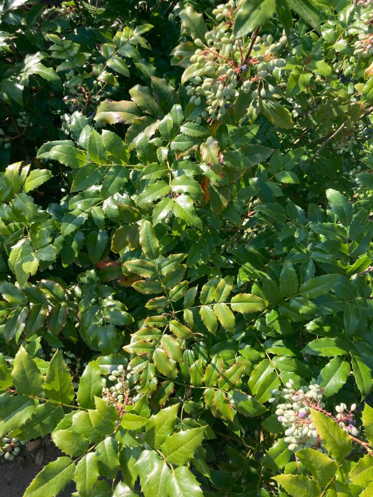 Mahonia aquifolium Gewöhnliche Mahonie
