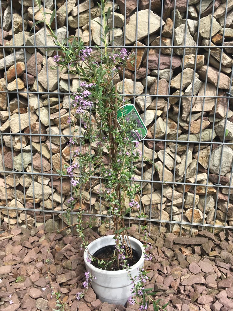 Buddleja alternifolia Hänge-Sommerflieder