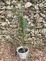 Buddleja alternifolia Hänge-Sommerflieder