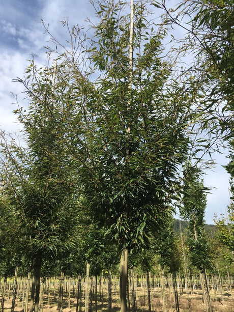 Fagus sylvatica 'Asplenifolia' Farnblättrige Rotbuche