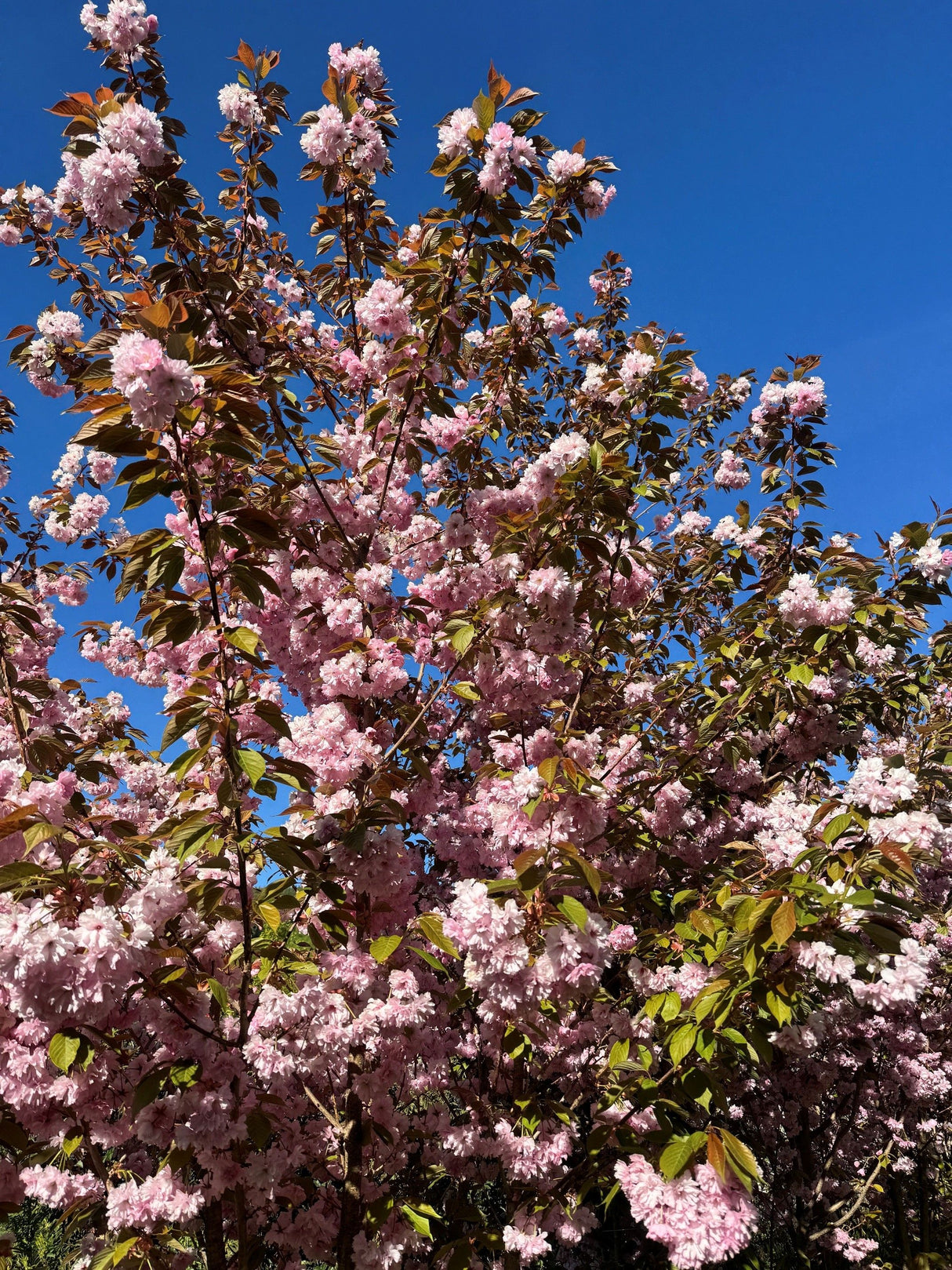 Prunus serrulata 'Kanzan' Japan.Nelkenkirsche 'Kanzan'