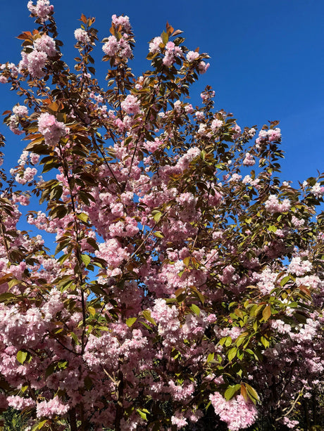 Prunus serrulata 'Kanzan' Japan.Nelkenkirsche 'Kanzan'