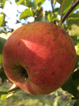Malus 'Jonagold'                       CAC Apfel 'Jonagold'                    mittel