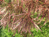 Acer palmatum 'Garnet' Dunkelroter Schlitzahorn 'Garnet'