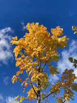 Sorbus domestica Speierling