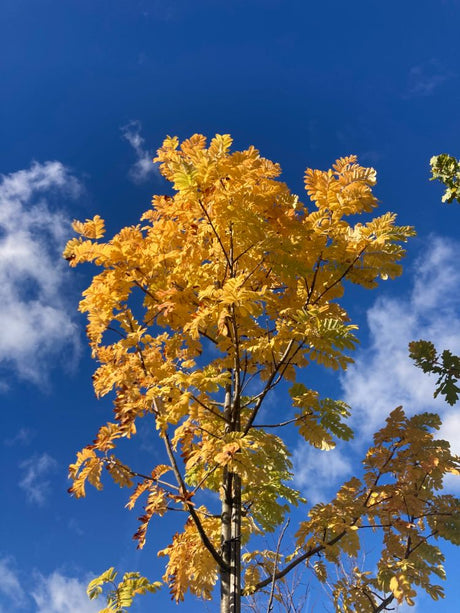 Sorbus domestica Speierling