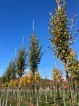 Carpinus betulus 'Fastigiata' Pyramiden-Hainbuche 'Fastigiata'