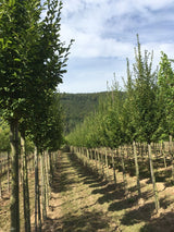 Carpinus betulus 'Fastigiata' Pyramiden-Hainbuche 'Fastigiata'