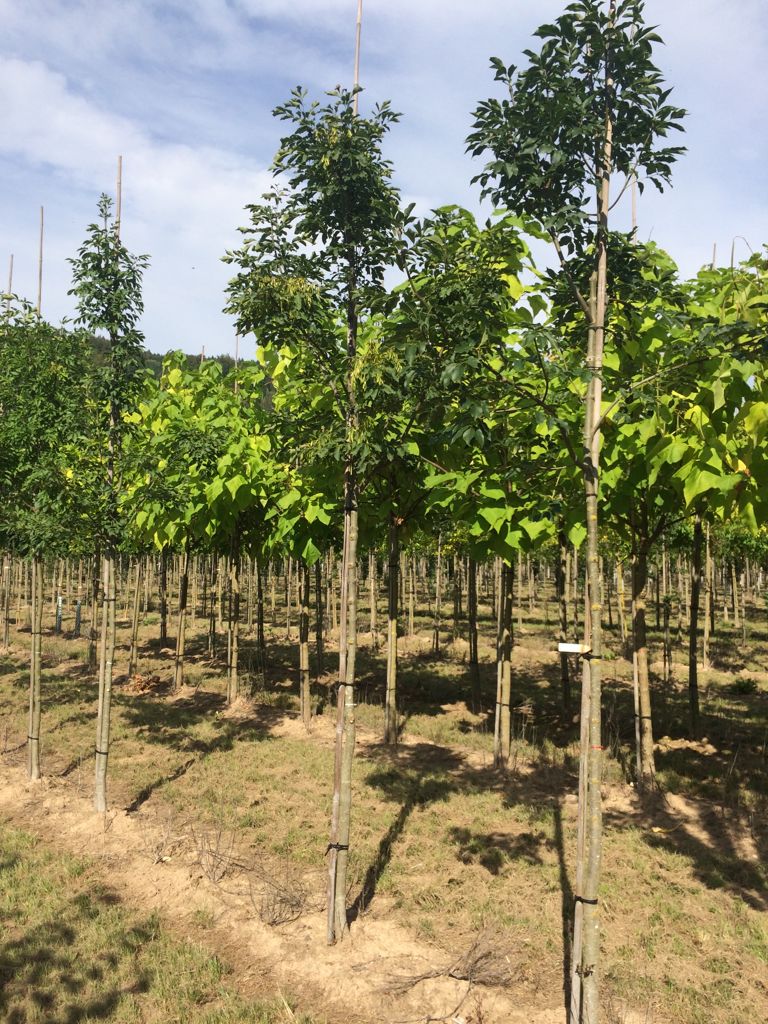 Fraxinus ornus Blumenesche