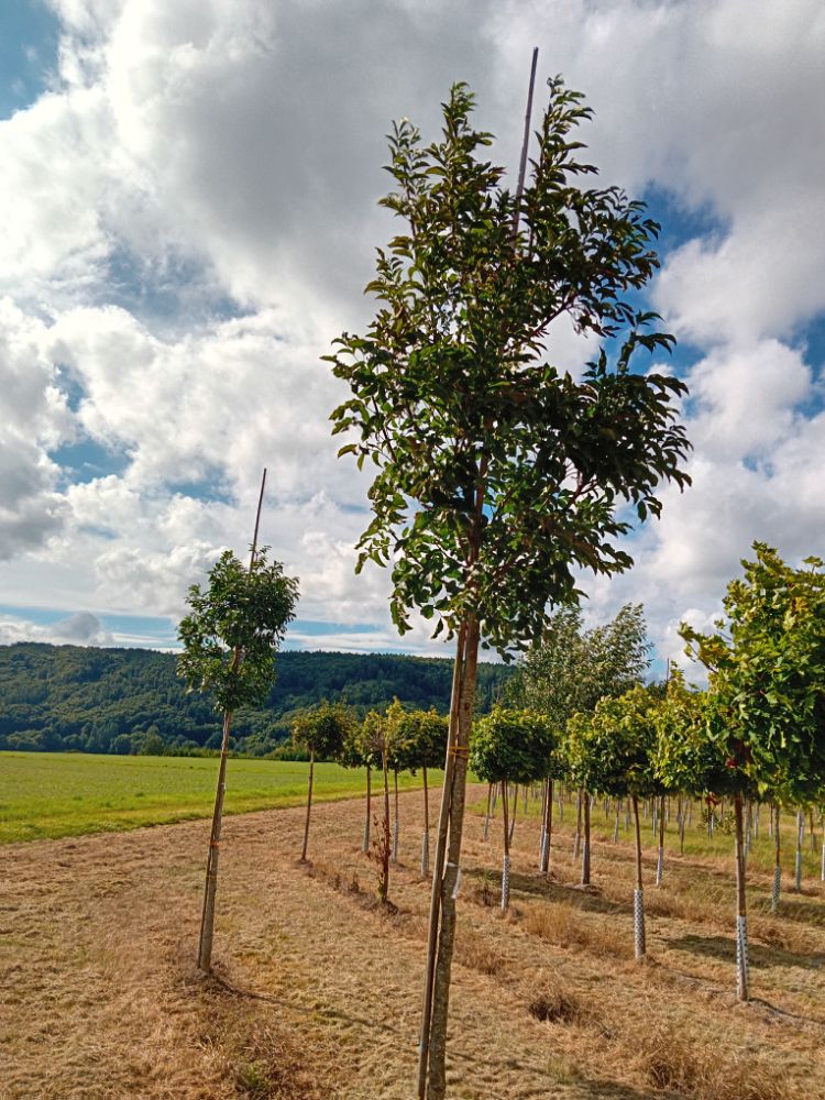 Fraxinus ornus Blumenesche