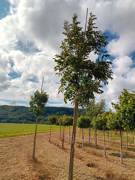 Fraxinus ornus Blumenesche