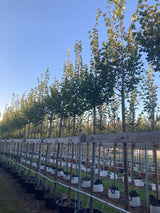 Tilia cordata 'Greenspire' Amerikan.Stadtlinde