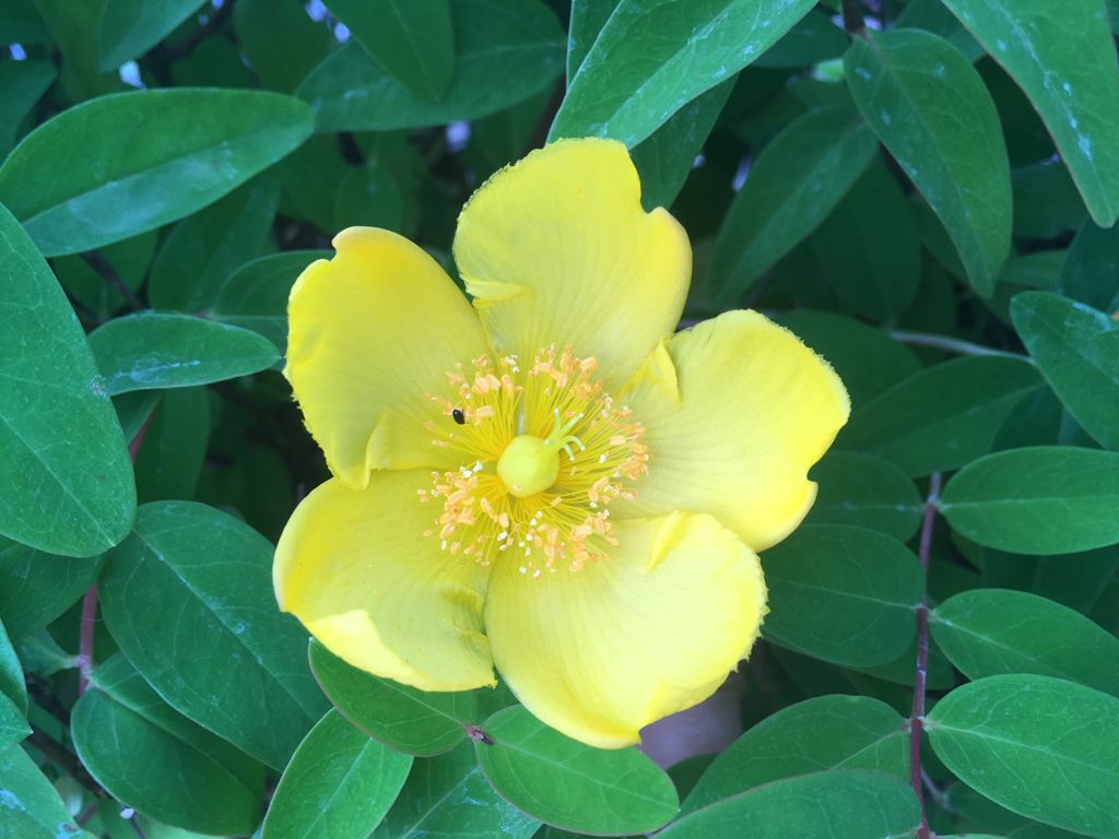 Hypericum 'Hidcote' Großblumiges Johanniskraut 'Hidcote'