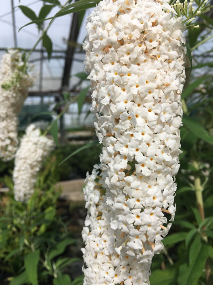 Buddleja davidii 'White Profusion' Sommerflieder 'White Profusion'