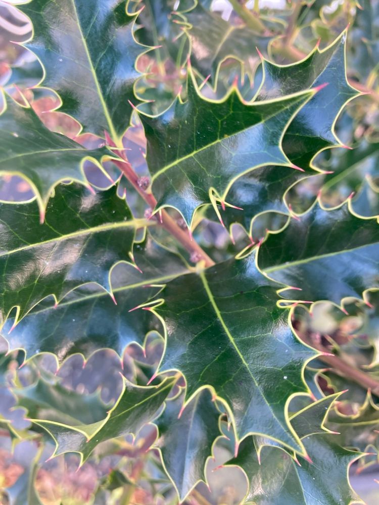 Ilex aquifolium Gemeine Stechpalme