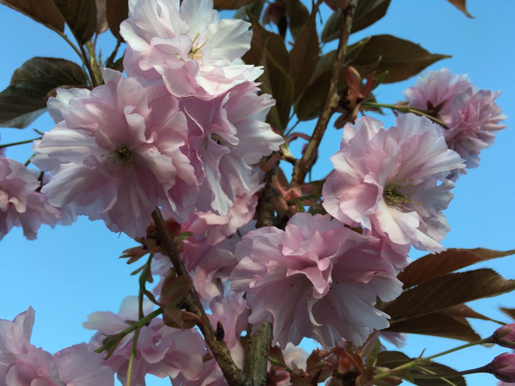Prunus serrulata 'Kanzan' Japan.Nelkenkirsche 'Kanzan'