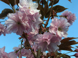 Prunus serrulata 'Kanzan' Japan.Nelkenkirsche 'Kanzan'