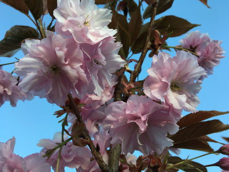 Prunus serrulata 'Kanzan' Japan.Nelkenkirsche 'Kanzan'