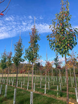 Pyrus calleryana 'Chanticleer' Stadtbirne 'Chanticleer'