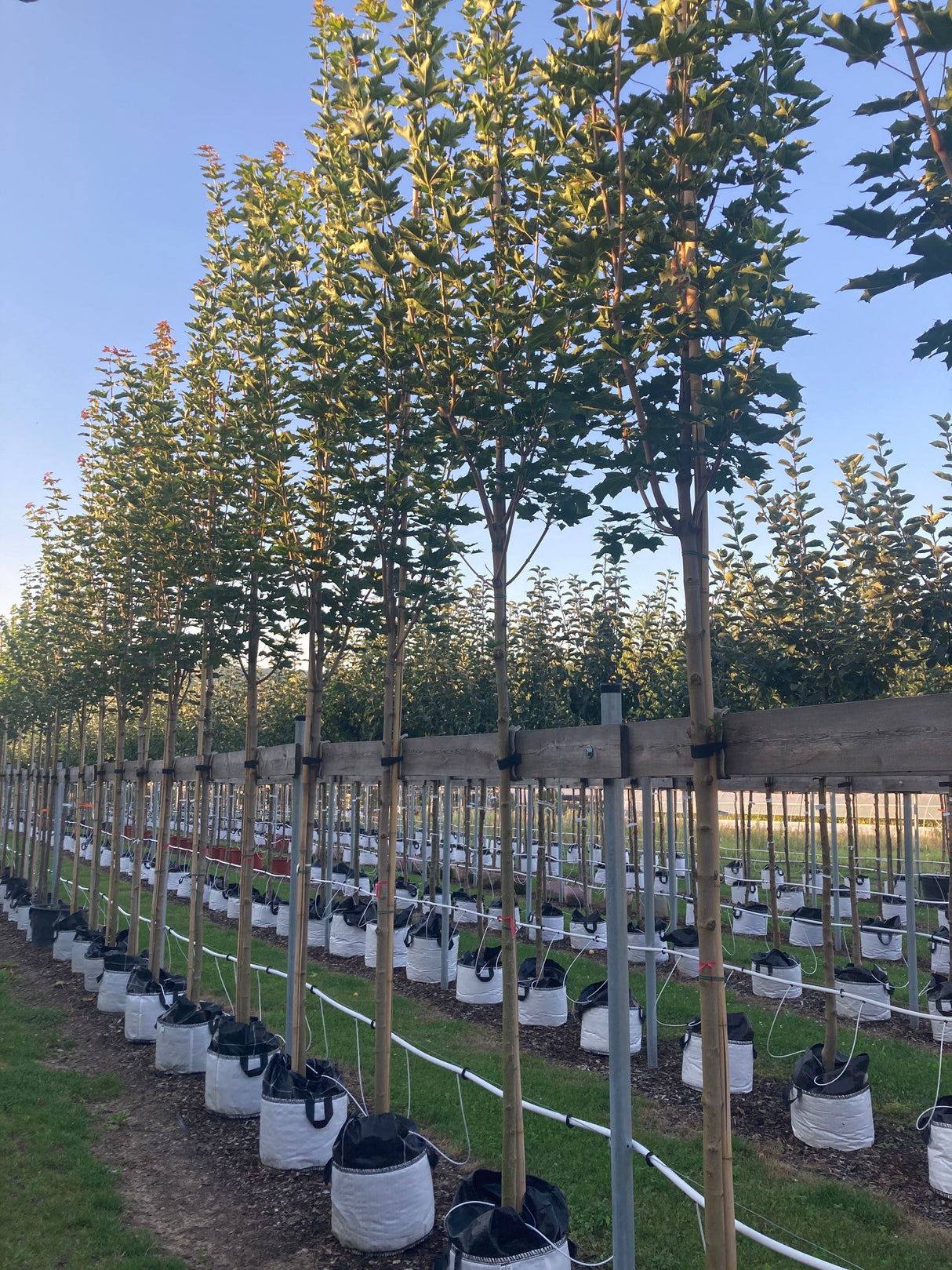 Acer platanoides 'Columnare' Säulenförmiger Spitzahorn 'Columnare'