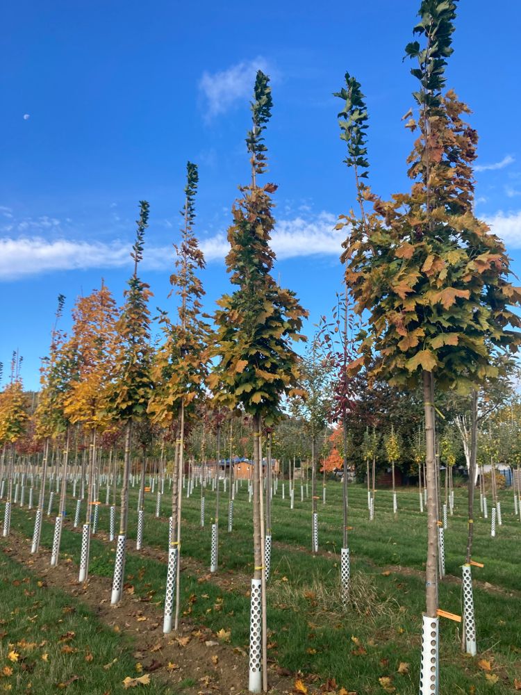 Acer platanoides 'Columnare' Säulenförmiger Spitzahorn 'Columnare'