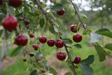 Prunus cer.'Karneol'                   CAC Sauerkirsche 'Karneol'                7.KW