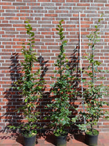 Carpinus betulus Hainbuche,Weißbuche