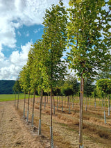 Acer platanoides 'Emerald Queen' Kegelförmiger Spitzahorn 'Emerald Queen'