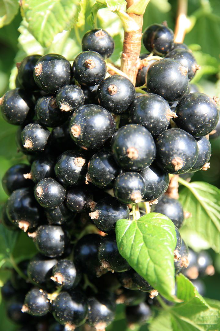 Ribes nigrum 'Titania'                 CAC II Johannisbeere 'Titania'