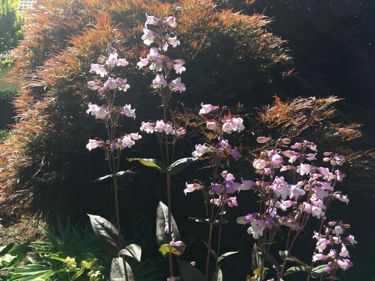 Acer palmatum 'Garnet' Dunkelroter Schlitzahorn 'Garnet'