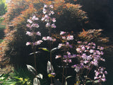 Acer palmatum 'Garnet' Dunkelroter Schlitzahorn 'Garnet'