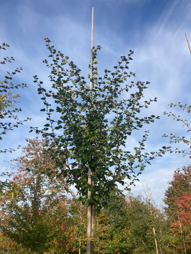 Crataegus laevigata 'Paul's Scarlet' Echter Rotdorn