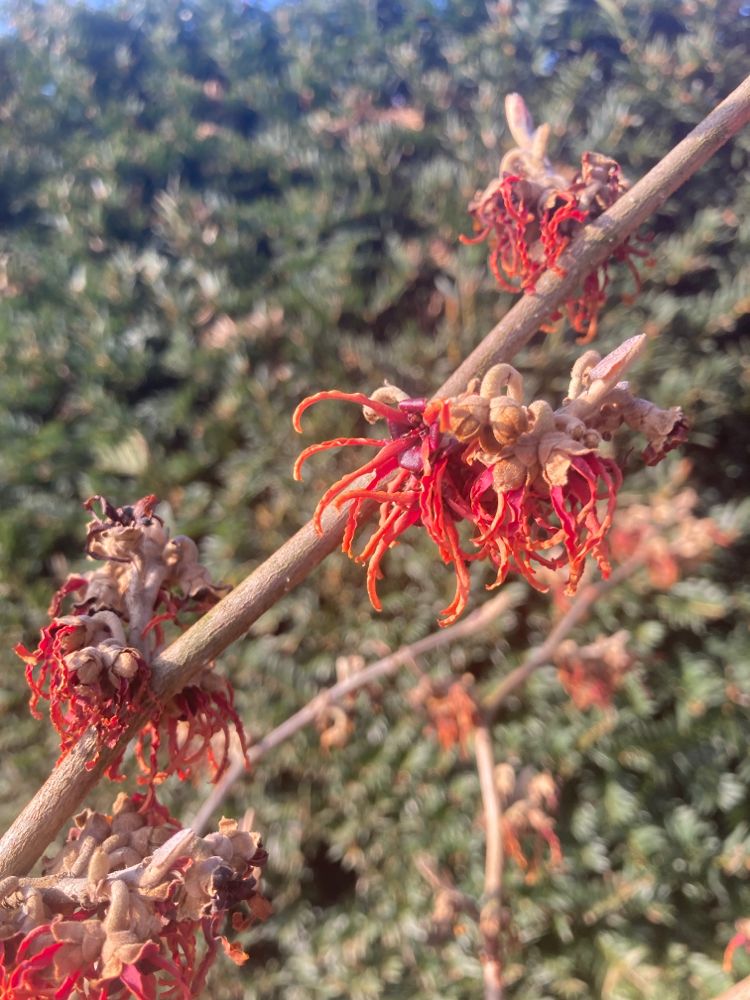 Hamamelis interm.'Diane' Zaubernuss 'Diane'
