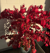 Euonymus alatus 'Compactus' Korkflügelstrauch 'Compactus'