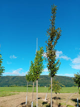 Carpinus betulus 'Fastigiata' Pyramiden-Hainbuche 'Fastigiata'