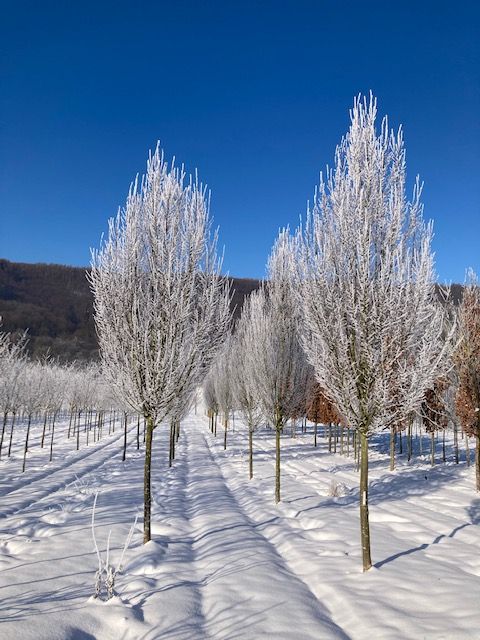 Carpinus betulus 'Fastigiata' Pyramiden-Hainbuche 'Fastigiata'