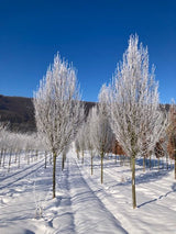 Carpinus betulus 'Fastigiata' Pyramiden-Hainbuche 'Fastigiata'
