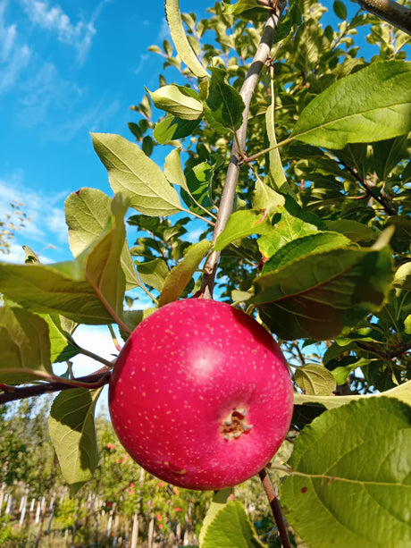 Malus 'Roter Boskoop'                  CAC Apfel 'Roter Boskoop'                 spät