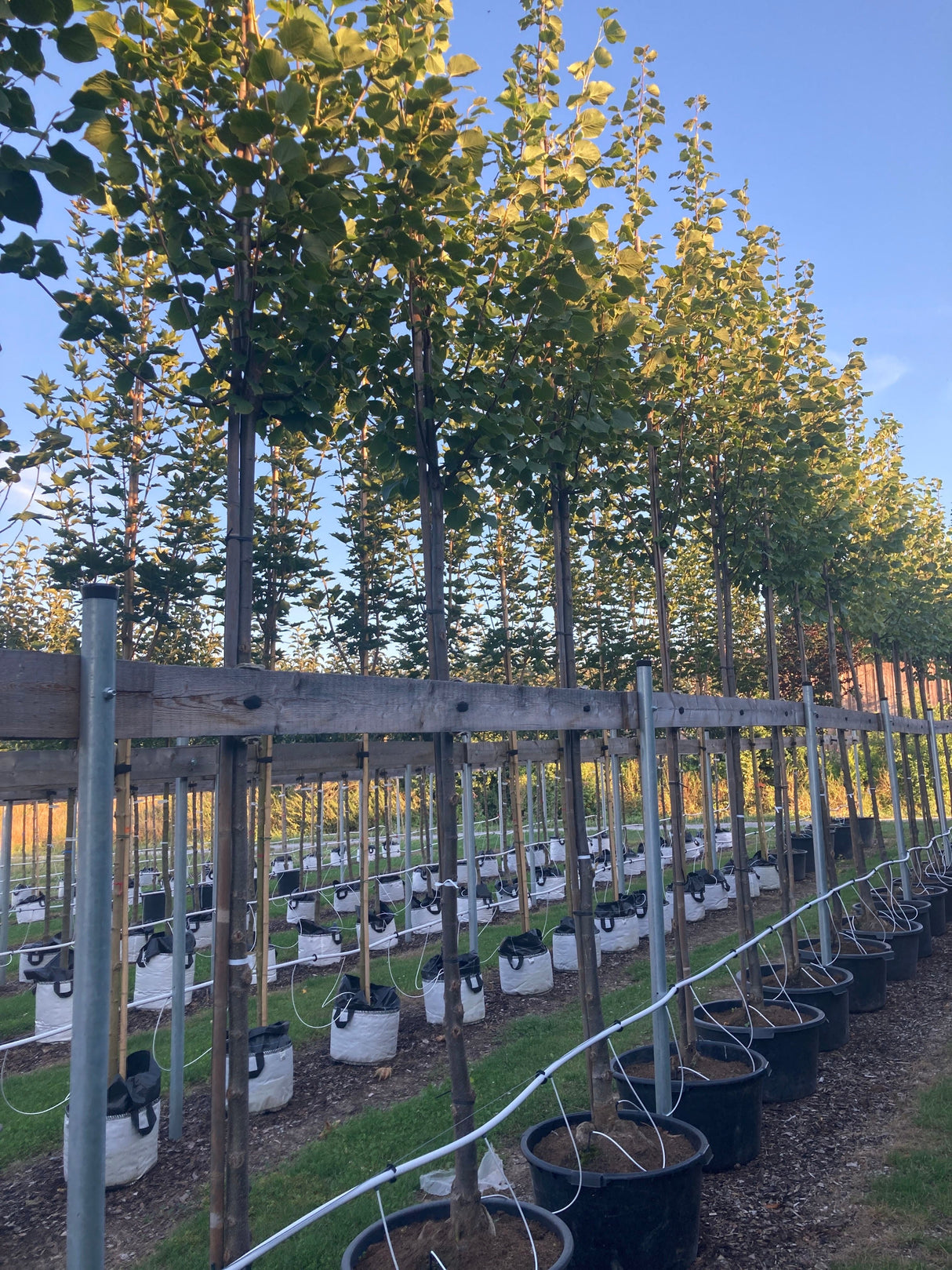 Tilia cordata 'Greenspire' Amerikan.Stadtlinde