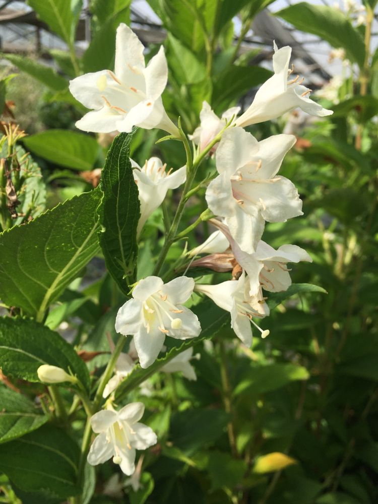 Weigela 'Candida' Weigelie 'Candida'