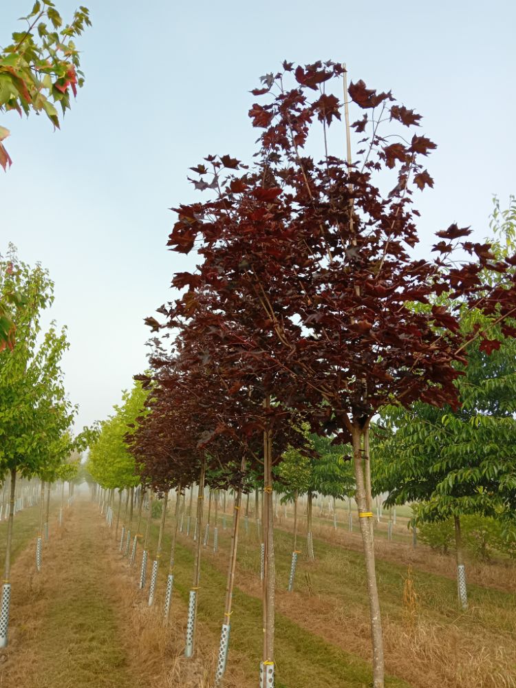 Acer platanoides 'Royal Red' Oregon-Blutahorn 'Royal Red'
