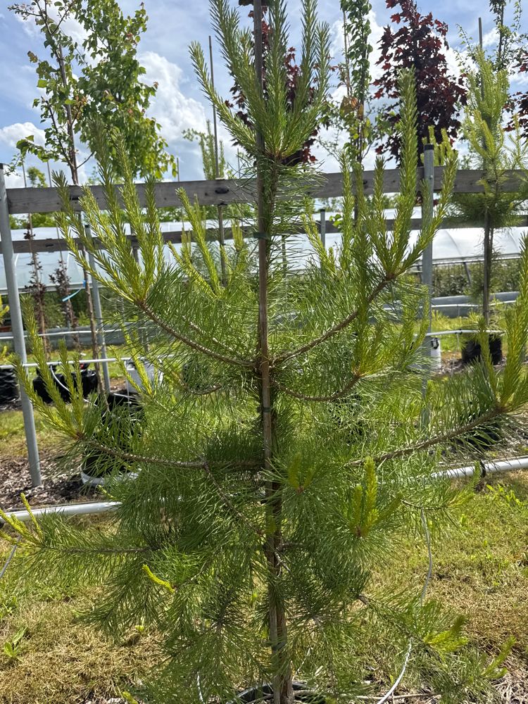 Pinus sylvestris 'Norske Typ' Waldkiefer Norwegen